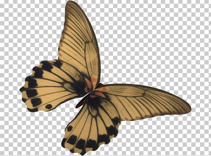 Butterfly Kelebek Mobilya Sanayi Ve Ticaret AS PNG, Clipart, Animal, Arthropod, Brush Footed Butterfly, Butterflies And Moths, Butterfly Free PNG Download