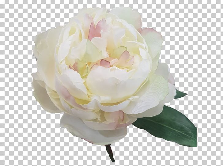 Cabbage Rose Cut Flowers Peony Petal House PNG, Clipart, Cream, Cut Flowers, Diameter, Flower, Flowering Plant Free PNG Download