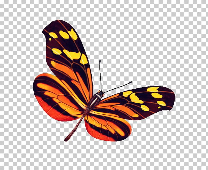 Monarch Butterfly Pieridae PNG, Clipart, Arthropod, Brush Footed Butterfly, Butterfly, Color, Colorful Background Free PNG Download