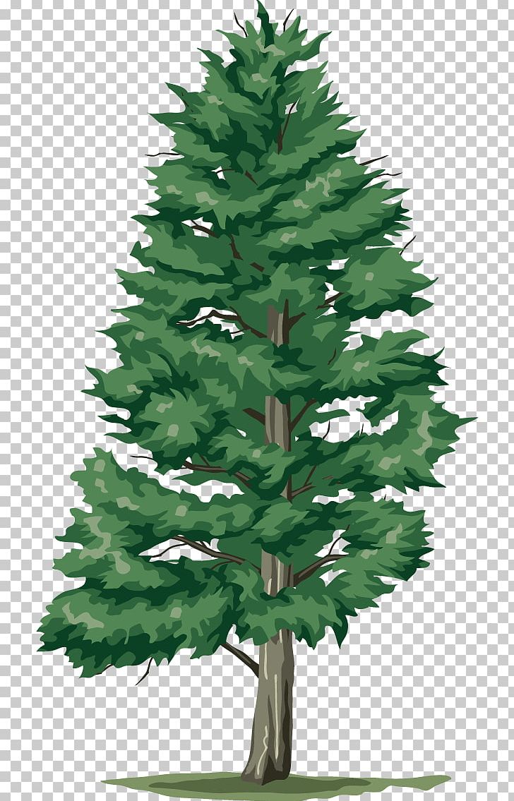 Tree PNG, Clipart, Branch, Christmas Decoration, Christmas Ornament, Christmas Tree, Conifer Free PNG Download