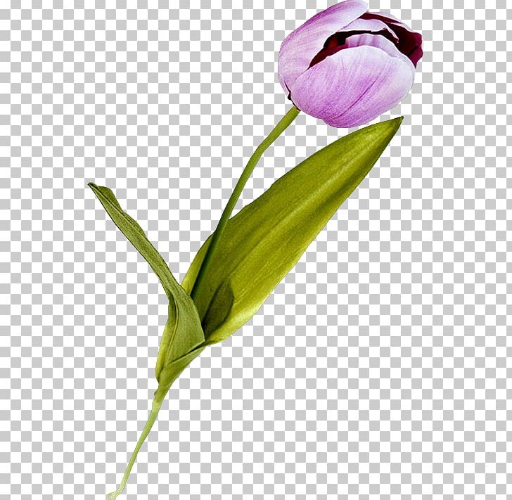 Tulip Lilac Cut Flowers Plant Stem Purple PNG, Clipart, Bud, Diary, Flower, Flowers, Lale Resimleri Free PNG Download