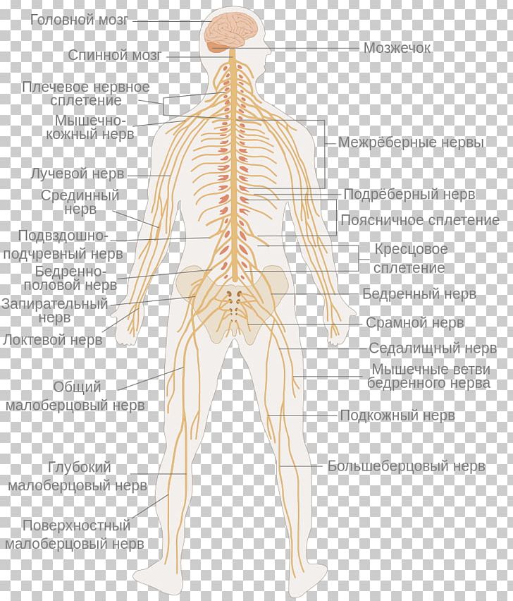 Central Nervous System Nerve Sistema Nervoso Umano Brain PNG, Clipart, Abdomen, Angle, Arm, Back, Bone Free PNG Download