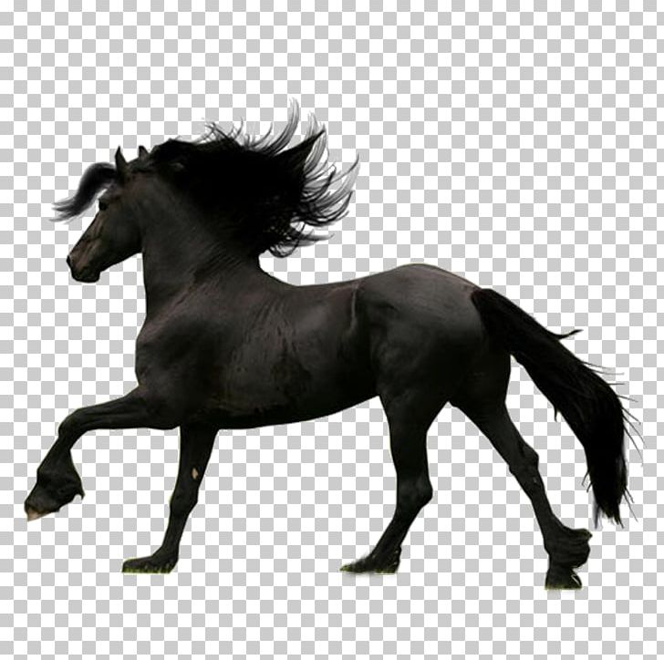 Friesian Horse PNG, Clipart, Animals, Art, Black And White, Bridle, Colt Free PNG Download