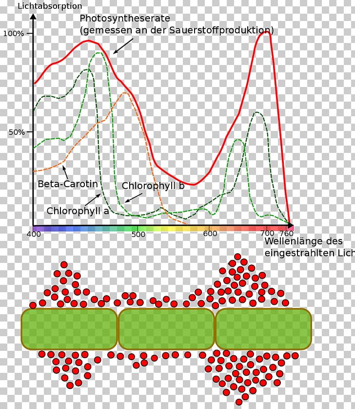 Grow Light Photosynthesis Chlorophyll Wavelength PNG, Clipart, Absorption, Absorption Spectroscopy, Angle, Area, Assimilation Free PNG Download