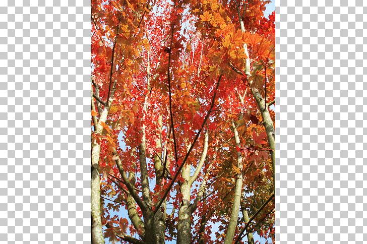 Maple Shade Tree Deciduous Nursery PNG, Clipart, Autumn, Branch, Deciduous, Flowering Plant, Maple Free PNG Download