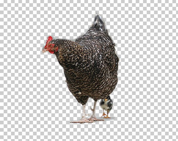 Plymouth Rock Chicken Rooster Hen Mother PNG, Clipart, Animals, Beak, Big Ben, Big Sale, Big Stone Free PNG Download