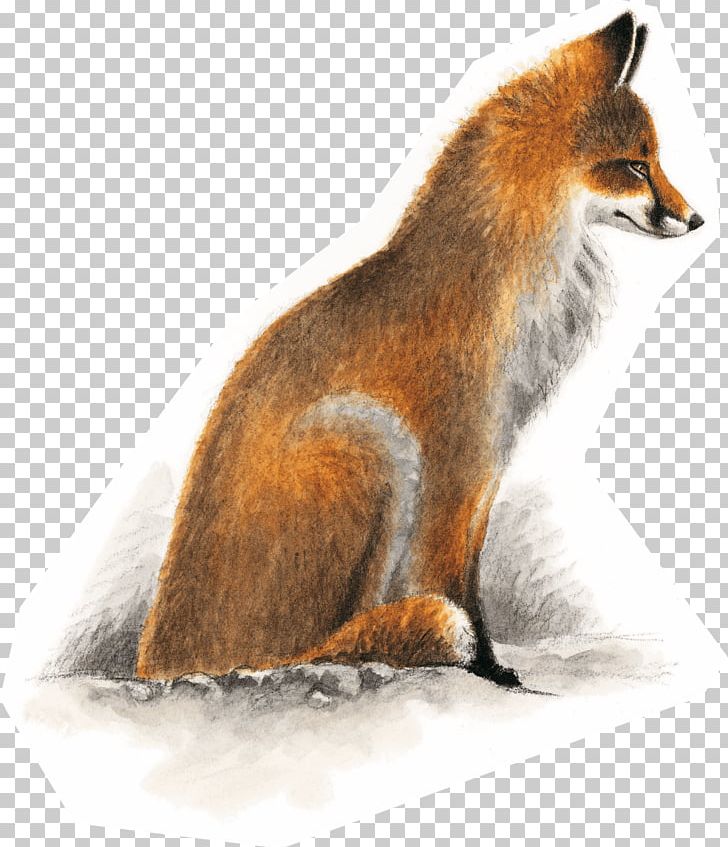 Red Fox European Badger Dhole Kit Fox Gray Fox PNG, Clipart, Animal, Animals, Carnivoran, Dhole, Dog Like Mammal Free PNG Download