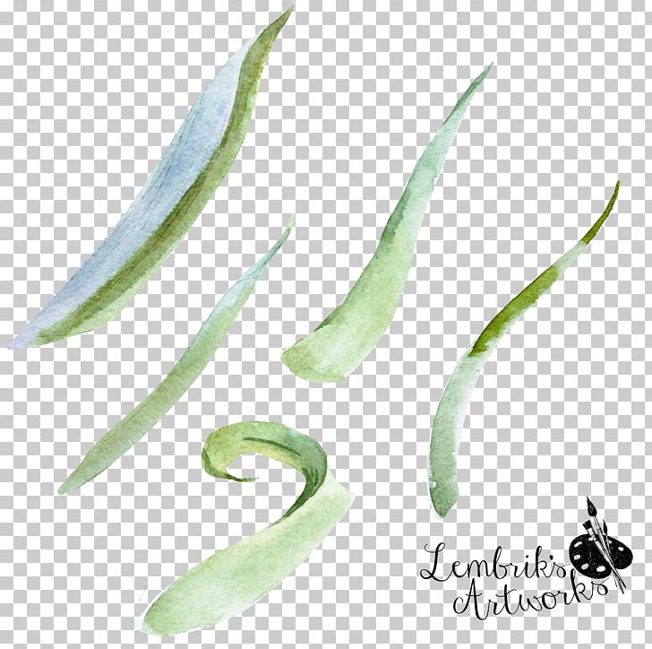 Aloe Vera PNG, Clipart, Aloe, Background Green, Decoration, Diagram, Download Free PNG Download