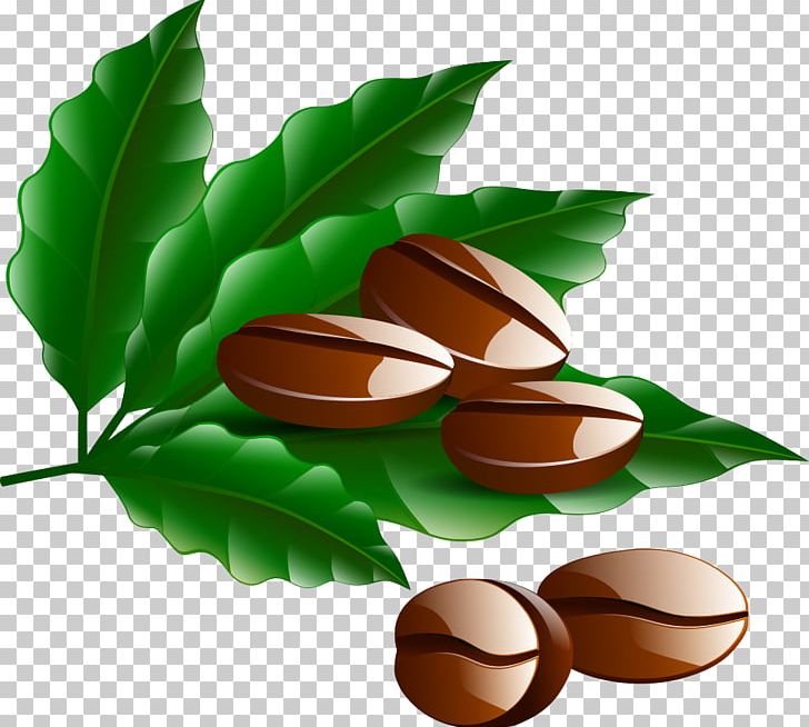 Coffee Bean Cafe Kopi Luwak PNG, Clipart, Bean, Beans, Beans Vector, Coffea, Coffee Free PNG Download