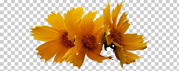 Culture Petal Fasting Yellow PNG, Clipart, Culture, Daisy Family, Fasting, Flower, Flowering Plant Free PNG Download