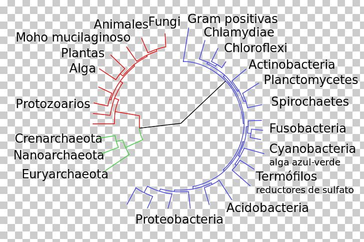 Diagram Introduction To Evolution Mutation Bacteria PNG, Clipart, Angle, Archaeans, Area, Bacteria, Big Tree Free PNG Download