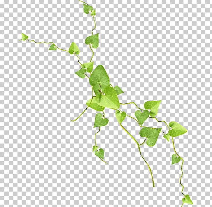Leaf Rattan Tree PNG, Clipart, Branch, Clip Art, Color, Digital Image, Flora Free PNG Download