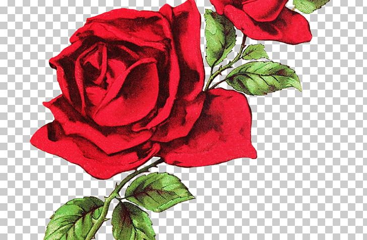 Still Life: Pink Roses Flower PNG, Clipart, Cut Flowers, Drawing, Floral Design, Floribunda, Floristry Free PNG Download