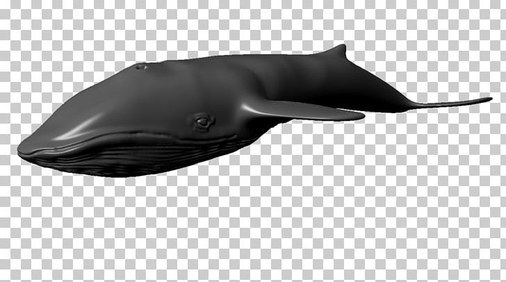Dolphin Cetacea Blue Whale 3D Computer Graphics Autodesk 3ds Max PNG, Clipart, 3d Computer Graphics, 3d Modeling, 3ds, Animals, Autodesk 3ds Max Free PNG Download