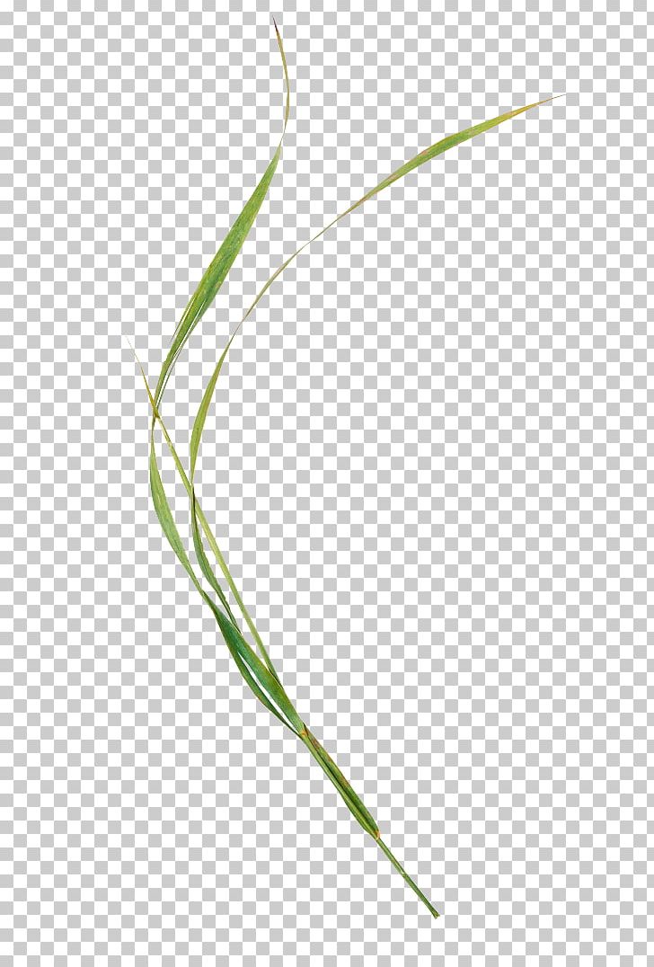 Sweet Grass Plant Stem Leaf Line Grasses PNG, Clipart, Grass, Grasses, Grass Family, Leaf, Line Free PNG Download