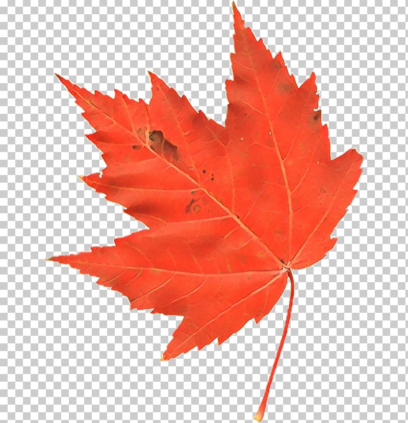 Maple Leaf PNG, Clipart, Beech, Black Maple, Deciduous, Flower, Leaf Free PNG Download