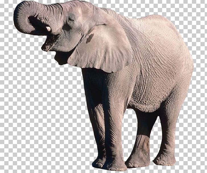 African Bush Elephant Borneo Elephant PNG, Clipart, African Forest Elephant, Animals, Computer Icons, Elephant, Elephantidae Free PNG Download