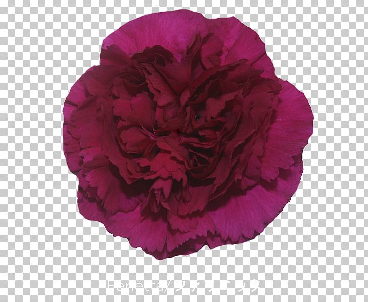 Cabbage Rose Carnation Cut Flowers Petal Peony PNG, Clipart, Advanced Info Service, Burgundy, Cabbage Rose, Carnation, Crimson Free PNG Download