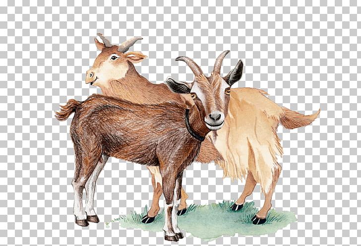Feral Goat Barbary Sheep Drawing PNG, Clipart, Animals, Barbary Sheep, Breed, Cattle, Color Free PNG Download