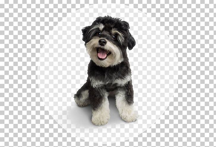 Miniature Schnauzer Schnoodle Standard Schnauzer Morkie Puppy PNG, Clipart, Animals, Breed, Breed Group Dog, Cachorro, Carnivoran Free PNG Download
