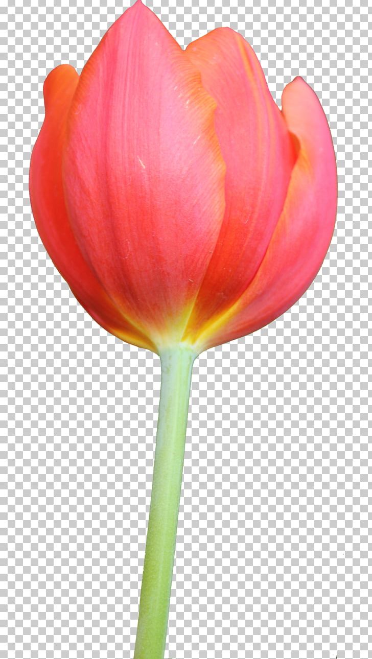 Tulip Flower PNG, Clipart, Cut Flowers, Display Resolution, Flower, Flower Bouquet, Flowering Plant Free PNG Download