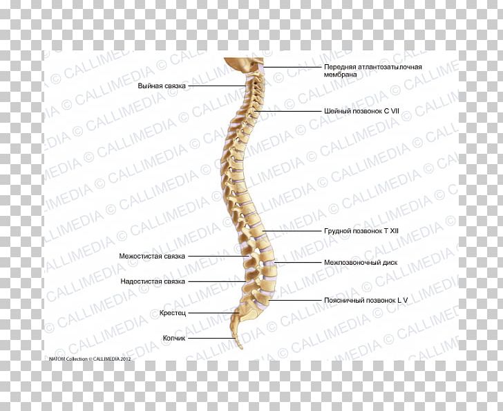 Vertebral Column Ligament Sacrum Cervical Vertebrae PNG, Clipart,  Free PNG Download