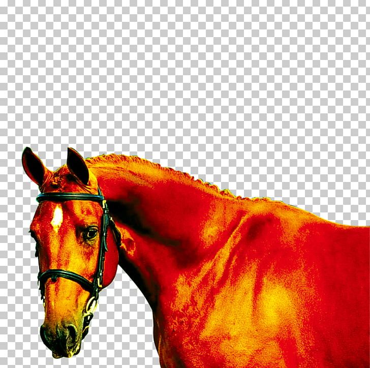 Mustang Mane Equine Coat Color PNG, Clipart, Animal, Animals, Bridle, Color, Computer Software Free PNG Download