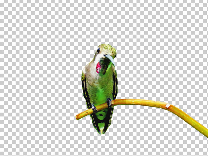 Bird PNG, Clipart, Beak, Bird, Budgie, Macaw, Parakeet Free PNG Download