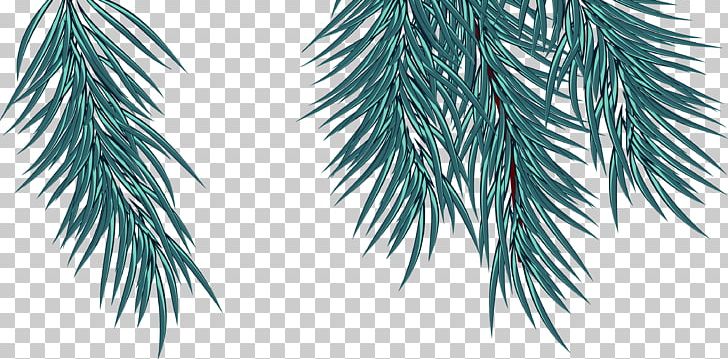 Fir Spruce Pine Twig Evergreen PNG, Clipart, Arecaceae, Arecales, Branch, Conifer, Evergreen Free PNG Download
