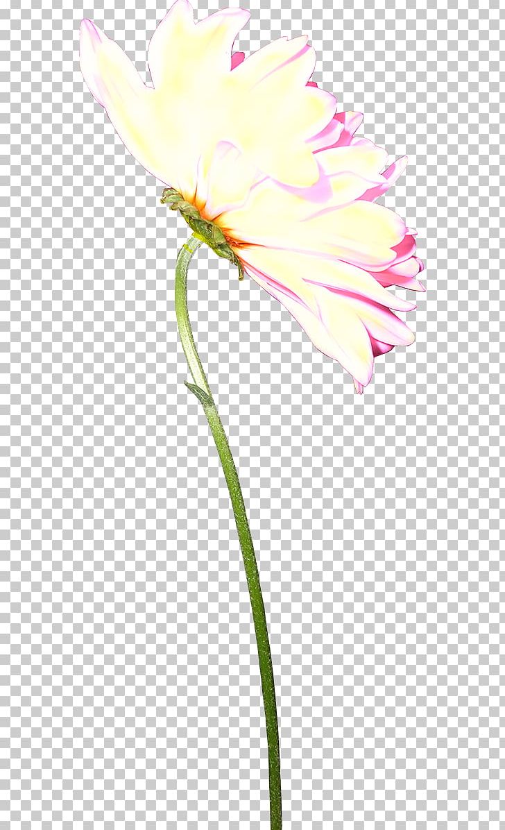 Tulip Cut Flowers Rosaceae Plant Stem Petal PNG, Clipart, Cut Flowers, Flora, Flower, Flowering Plant, Flowers Free PNG Download
