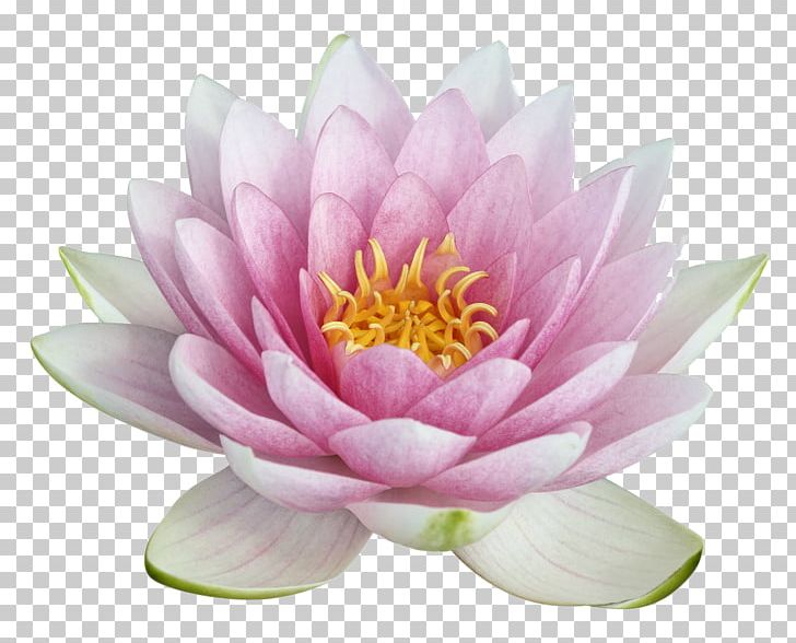 Nelumbo Nucifera Egyptian Lotus PNG, Clipart, Aquatic Plant, Dahlia, Desktop Wallpaper, Egyptian Lotus, Flower Free PNG Download