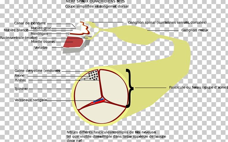 Peripheral Neuropathy Spinal Nerve Neuropathic Pain Diabetic Neuropathy PNG, Clipart, Ache, Angle, Area, Brain, Cause Free PNG Download