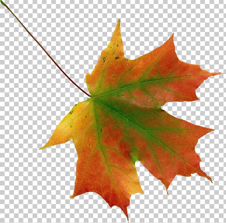 Autumn Leaf Color PNG, Clipart, Autumn, Autumn Leaf Color, Download, Image File Formats, Image Resolution Free PNG Download