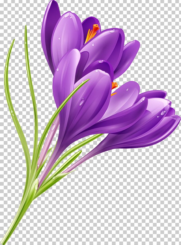 Crocus Flower Purple PNG, Clipart, Clip Art, Color, Crocus, Cut Flowers, Desktop Wallpaper Free PNG Download