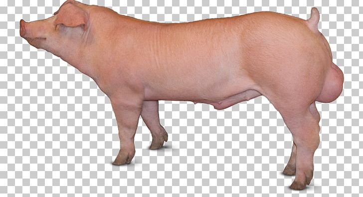 Piétrain Duroc Pig Large White Pig British Landrace Pig Danish Landrace Pig PNG, Clipart, Animal, Animal Breeding, Animal Figure, Breed, Cattle Free PNG Download