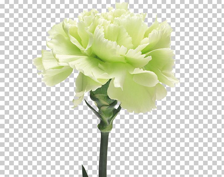 The Green Carnation Yellow Flower PNG, Clipart, Artificial Flower, Carnation, Cut Flowers, Flower, Flowering Plant Free PNG Download