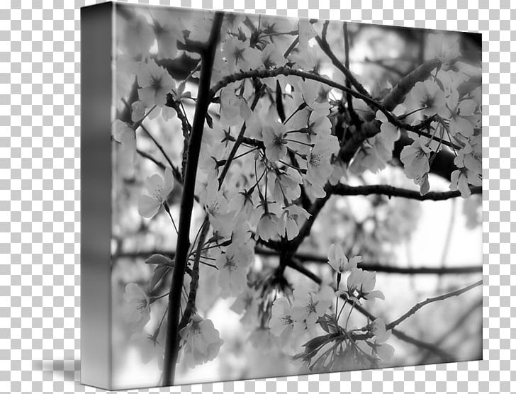 Black And White Cherry Blossom Kind PNG, Clipart, Black, Blossom, Branch, Cherry, Computer Free PNG Download
