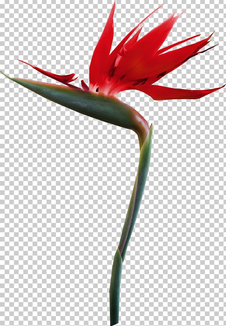 Petal Flower Tropics PNG, Clipart, Arecaceae, Autumn Flowers, Beak, Clip Art, Flora Free PNG Download