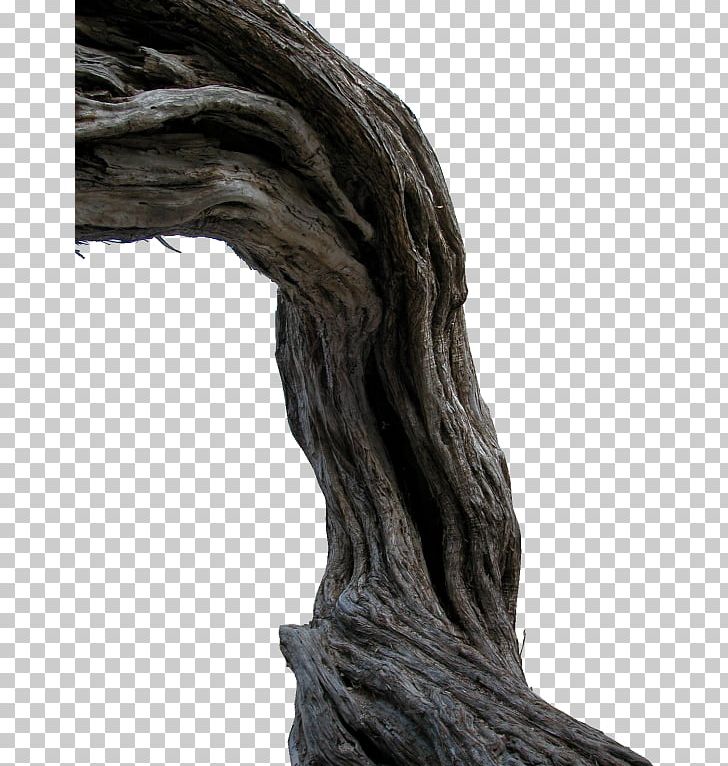 Trunk Tree Root PNG, Clipart, Branch, Carving, Computer Software, Nature, Photography Free PNG Download