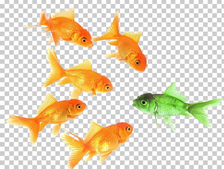 Goldfish Feeder Fish Probabilità E Statistica Per L'ingegneria E Le Scienze Marine Biology PNG, Clipart,  Free PNG Download