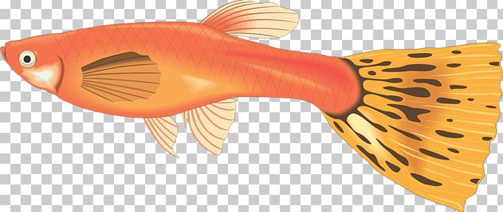 Guppy Fish PNG, Clipart, Animals, Anostomus Anostomus, Bubble Guppies, Cdr, Drawing Free PNG Download