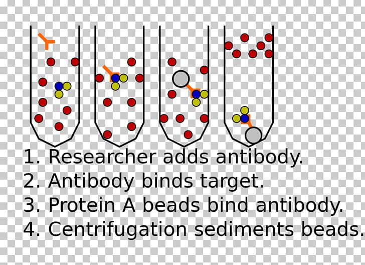 Immunoprecipitation Protein–protein Interaction Assay Two-hybrid Screening PNG, Clipart, Antibody, Area, Art, Assay, Biology Free PNG Download
