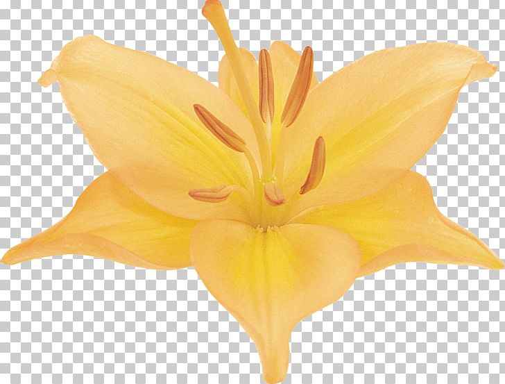 Lilium Photography Green Flower PNG, Clipart, Color, Cut Flowers, Daylily, Flower, Flowering Plant Free PNG Download