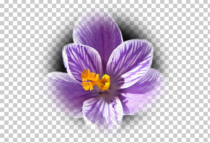 Crocus Saffron PNG, Clipart, Cicek, Cicek Resimleri, Crocus, Flower, Flowering Plant Free PNG Download