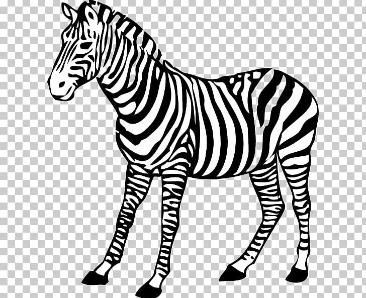 Zebra Drawing  How To Draw A Zebra Step By Step