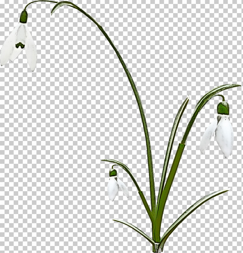 Flower Snowdrop Plant Summer Snowflake Galanthus PNG, Clipart, Amaryllis Family, Flower, Galanthus, Grass, Lily Of The Valley Free PNG Download