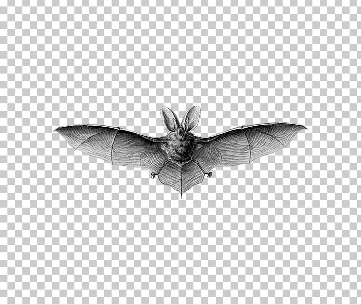 Art Forms In Nature Microbat T-shirt Recapitulation Theory Drawing PNG, Clipart, Art Forms In Nature, Artist, Bat, Biology, Black And White Free PNG Download