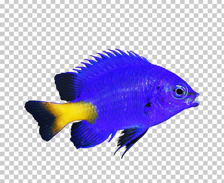 Coral Reef Fish Yellow-tail Blue Damselfish Blue Chromis Marine Angelfishes PNG, Clipart, Aquarium, Aquariums, Chromis, Chrysiptera, Cobalt Blue Free PNG Download