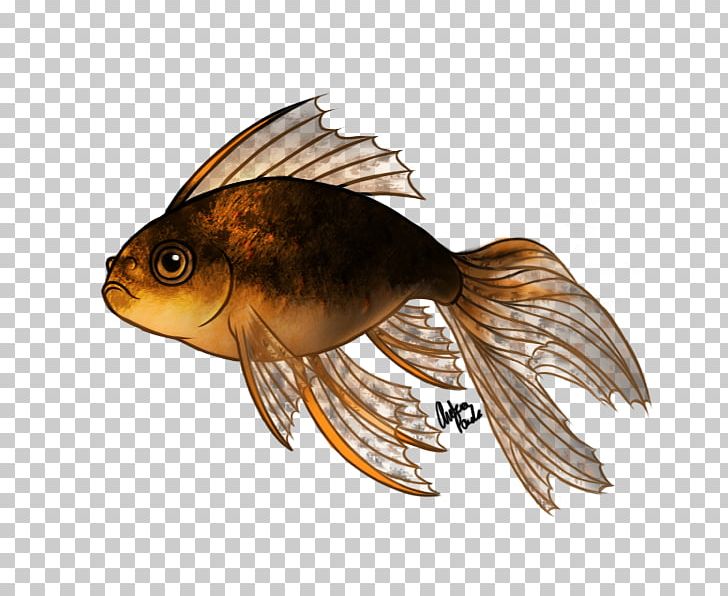 Fantail Oranda Lionhead Koi Fish PNG, Clipart, Animal, Animals, Aquarium, Aquariums, Art Free PNG Download