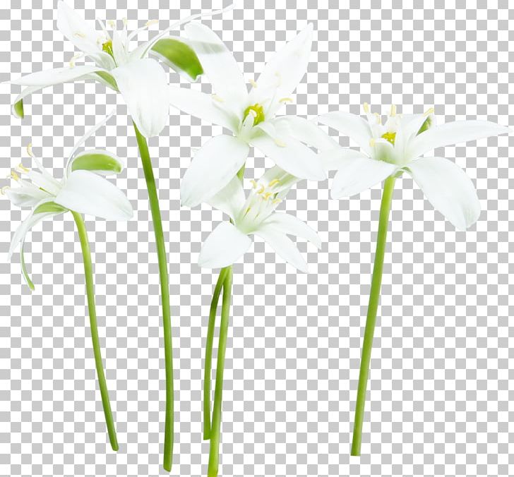Flower White Fleur Blanche PNG, Clipart, Concepteur, Cut Flowers, Download, File Size, Fleur Blanche Free PNG Download